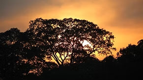 Manu National Park and the Pantanal Amazon rainforest